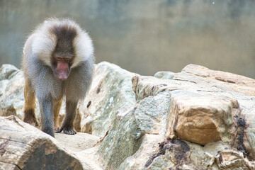 Baboon on rock. Relaxed monkeys that live in the family association. Big monkeys