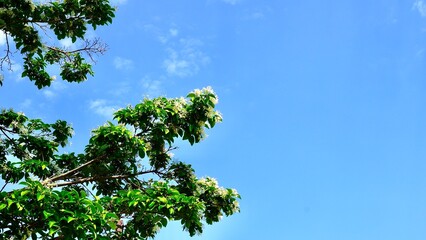 ヒトツバタゴ（ナンジャモンジャ）の花と空