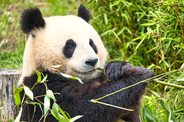 Obraz premium big panda sitting eating bamboo. Endangered species. Black and white mammal