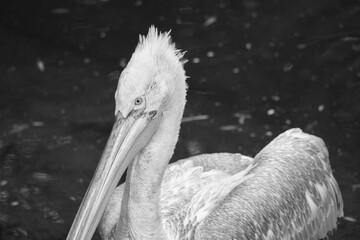 Pelican black and white, swimming in the water. White gray plumage, large beak,