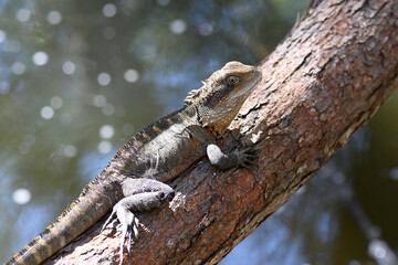 Australian Eastern Water Dragon, Itellagama lesueurii, family Agamidae, basking in the sun on a tree over a river in Sydney bushland, NSW, Australia