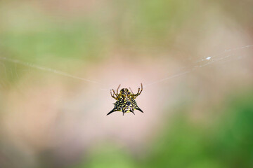 spider on the web
