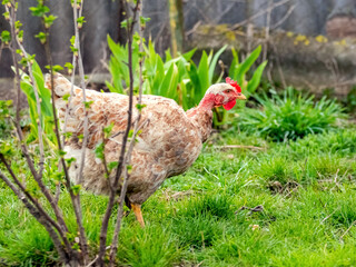 Chicken of breed bare neck in the garden looking for food among the grass