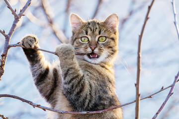 Young cat in the garden on a tree gnaws a branch