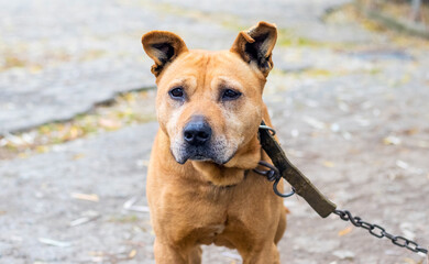 Dog breed pit bull terrier on a chain