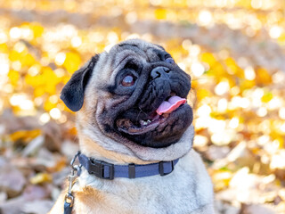 Close-up portrait of a dog pug breed. The pug looks up intently