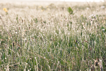 Drops of water on the green grass close-up. Morning dew on the grass stems. Natural background.