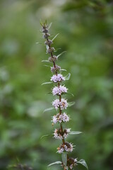 mint flower