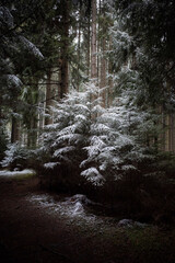 Winterwaldweg in kalter Schneelandschaft in der Dämmerungszone zwischen Bäumen