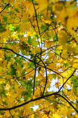 yellow leaves, Autumn yellow leaves from a tree, landscape, background, texture, wallpaper, pattern , postcard , poster, fall