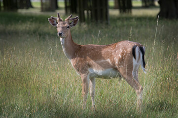 Fallow deer in the park