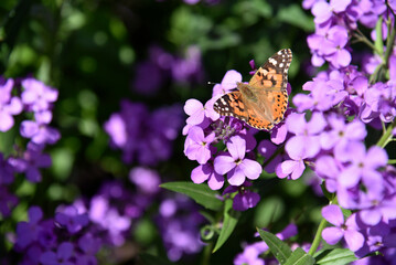 Butterfly Urticaria Nymphalis urticae on the flowers of the night violet Hésperis in summer in the garden