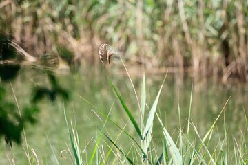 grass and water
