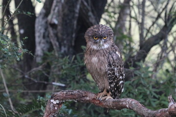 Wildlife Birds in Sri Lanka National Park