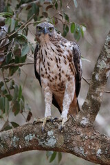 Hawk in Sri Lanka Wildlife Park