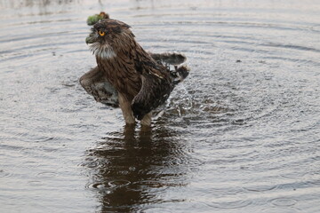 Wildlife Birds in Sri Lanka National Park