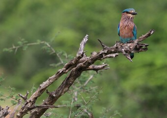 Wildlife Birds in Sri Lanka National Park