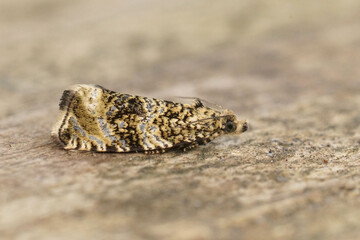 Detailed closeup on a small Common marble micro moth, Celypha lacunana sitting on wood