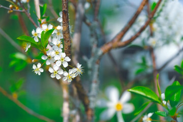Bush branch in blooming white small flowers bloom in spring in the garden