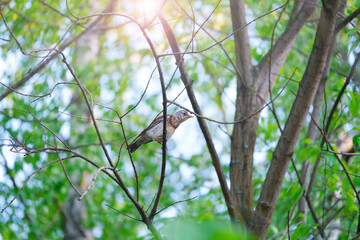 small bird thrush sits on tree branches in the forest in the light of the sun