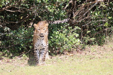 Leopard in Sri Lanka