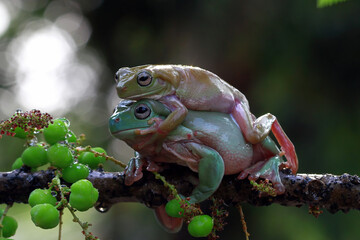 Dumpy frog 