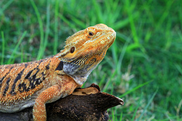 Bearded Dragon Red Het Hypo closeup, Bearded Dragon Red Het Hypo front view