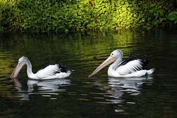 The pelicans swimming for food in the river look beautiful with the shadows in the water