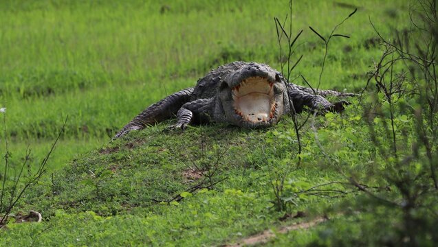Crocodile in Sri Lanka Yala National Park © Peter Sudham
