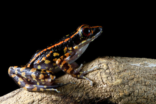 Hylarana picturata toad on branch with black background, Hylarana picturata toad closeup
