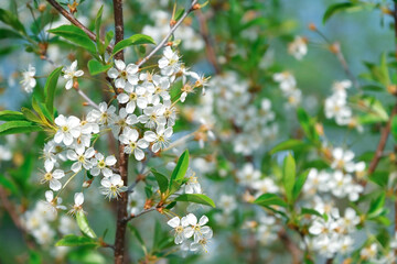 Branches of a blossoming tree with white small flowers in the garden. Spring and bloom