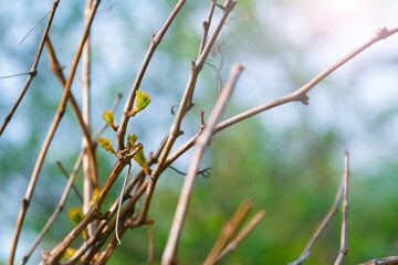 Green buds on the branches and fresh small leaves bloom on the trees in the garden