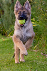 german shepherd dog