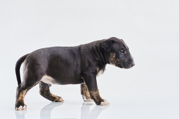 Fototapeta na wymiar Miniature bull terrier dog posing on a white background. Funny Dark Bull terrier puppy - studio portrait.