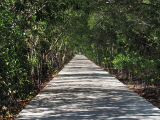 Obraz premium path in the forest