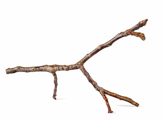Dry tree branch isolated on white background