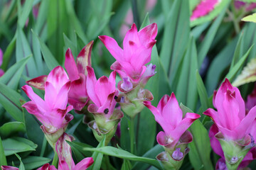 a nature view of Field of siam tulip flowers