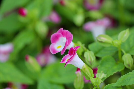 a Torenia fournieri, the bluewings or wishbone flower, is an annual plant in the Linderniaceae,