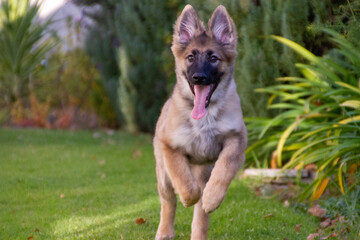 german shepherd dog