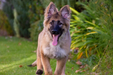 Naklejka premium german shepherd dog