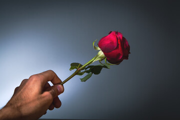 guy holding a red rose in his hand - obrazy, fototapety, plakaty