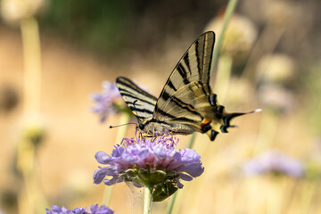 Obraz premium flambé