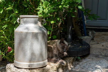 chat pr&egrave;s d'un pot de lait