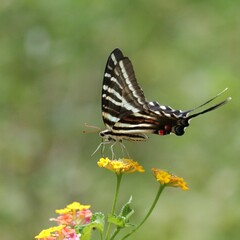 Angels Really do Have Wings