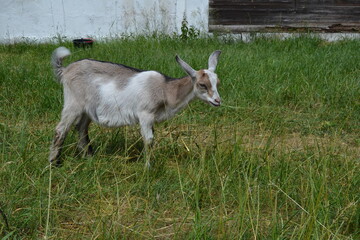 goat on the meadow