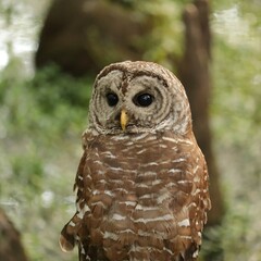 Wise Barred Owl 