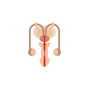 Male reproductive system anatomy abstract flat icon. Human Internal Organ vector illustration isolated on white background.