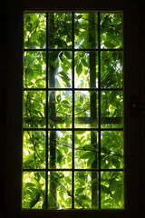Green vegetation invading a whole window of a house