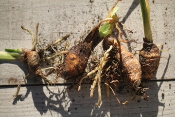 nasz pierwszy irys kosaciec niemiecki Iris germanica © Perovskia