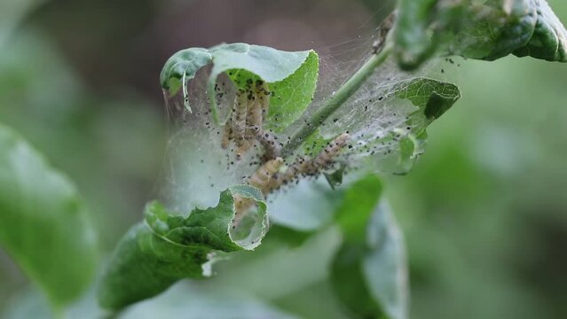 The larvae of the ermine moth are in their communal larval web in a coiled leaf. Light yellow caterpillars with black spots. Close-up video.